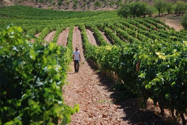 CAMPOS DE ENSAYO DE VIÑAS PARA VENDIMIA SOSTENIBLE